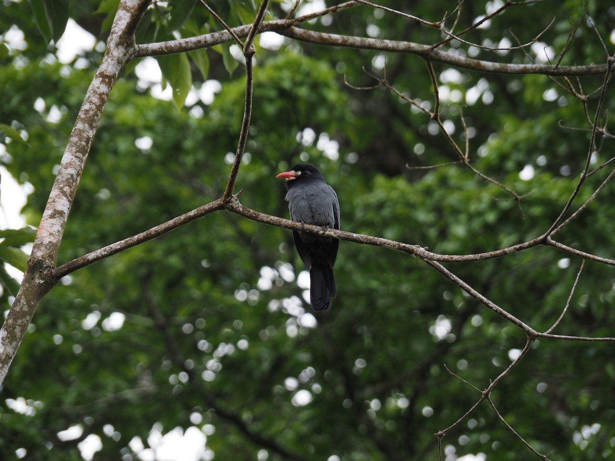 White-fronted Nunbird - ML646796420