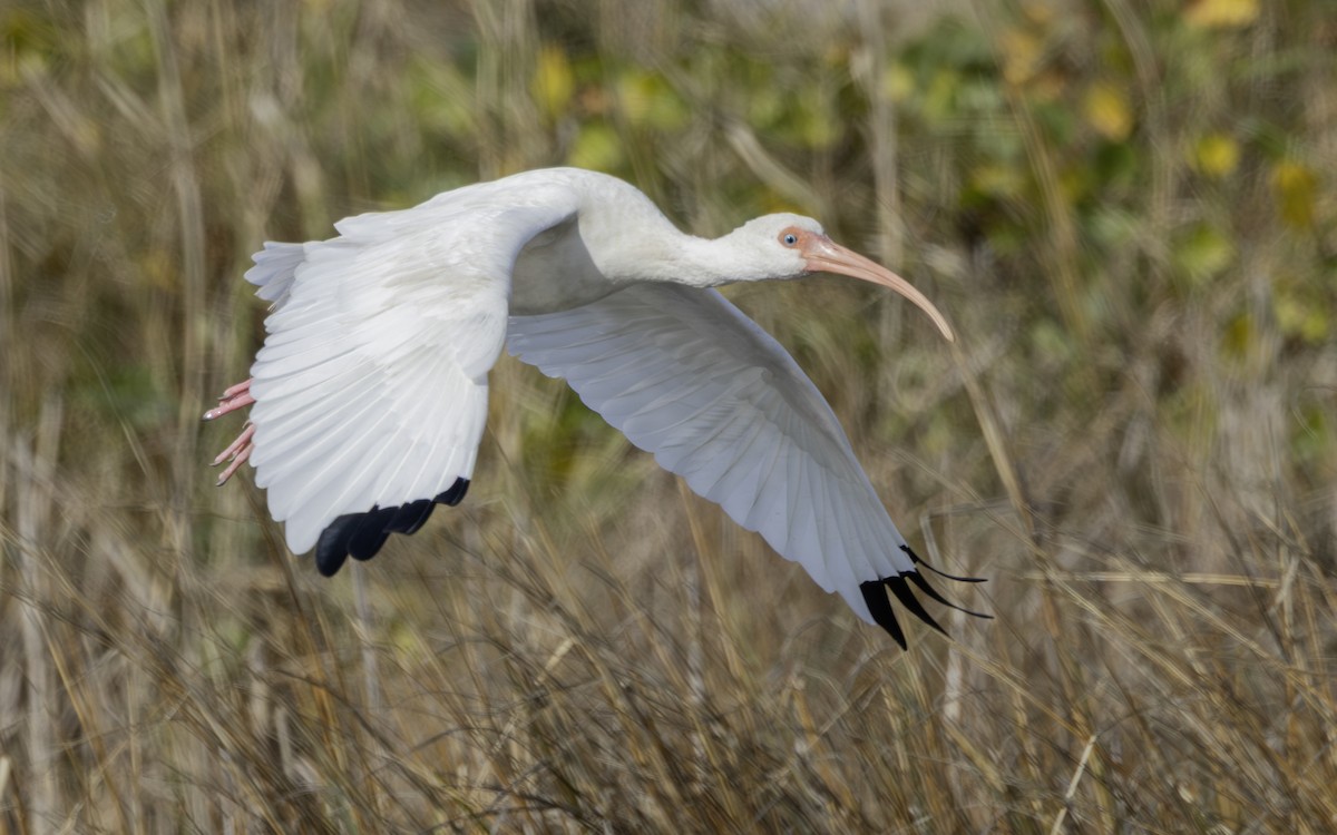 Ibis zuria - ML646796421