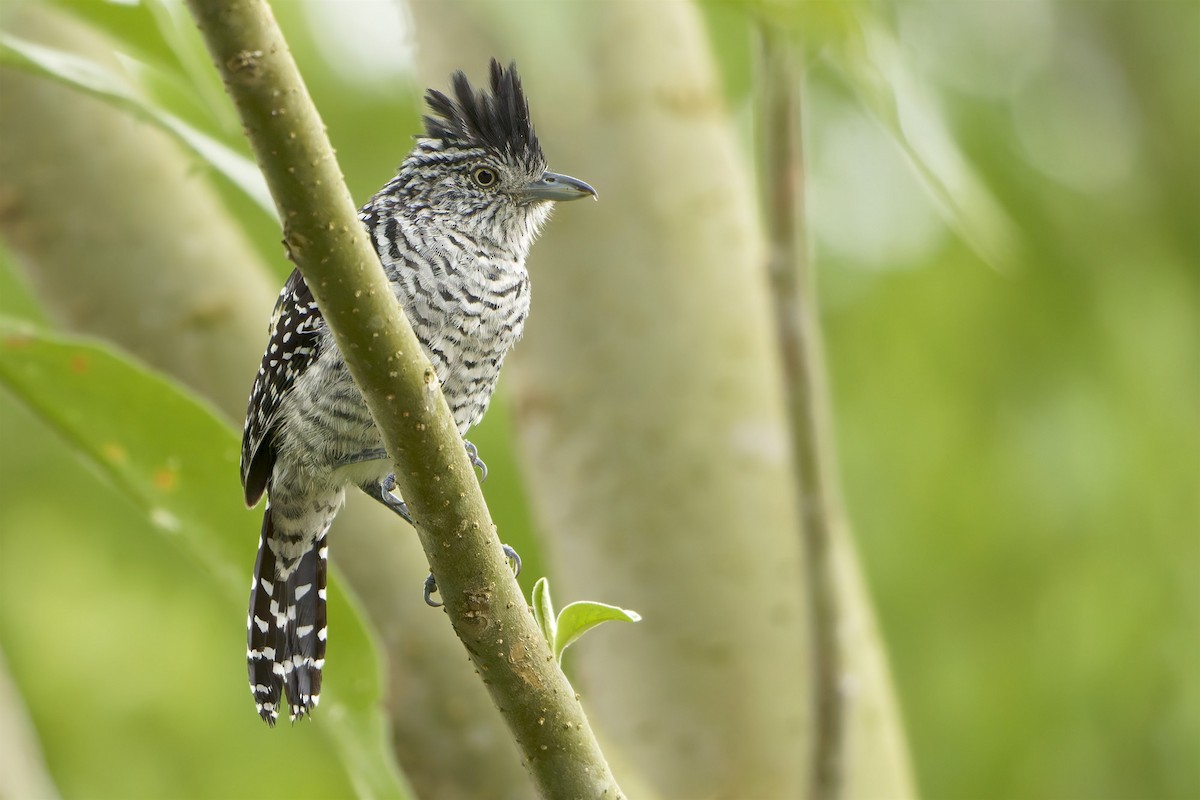 Barred Antshrike - ML646796423