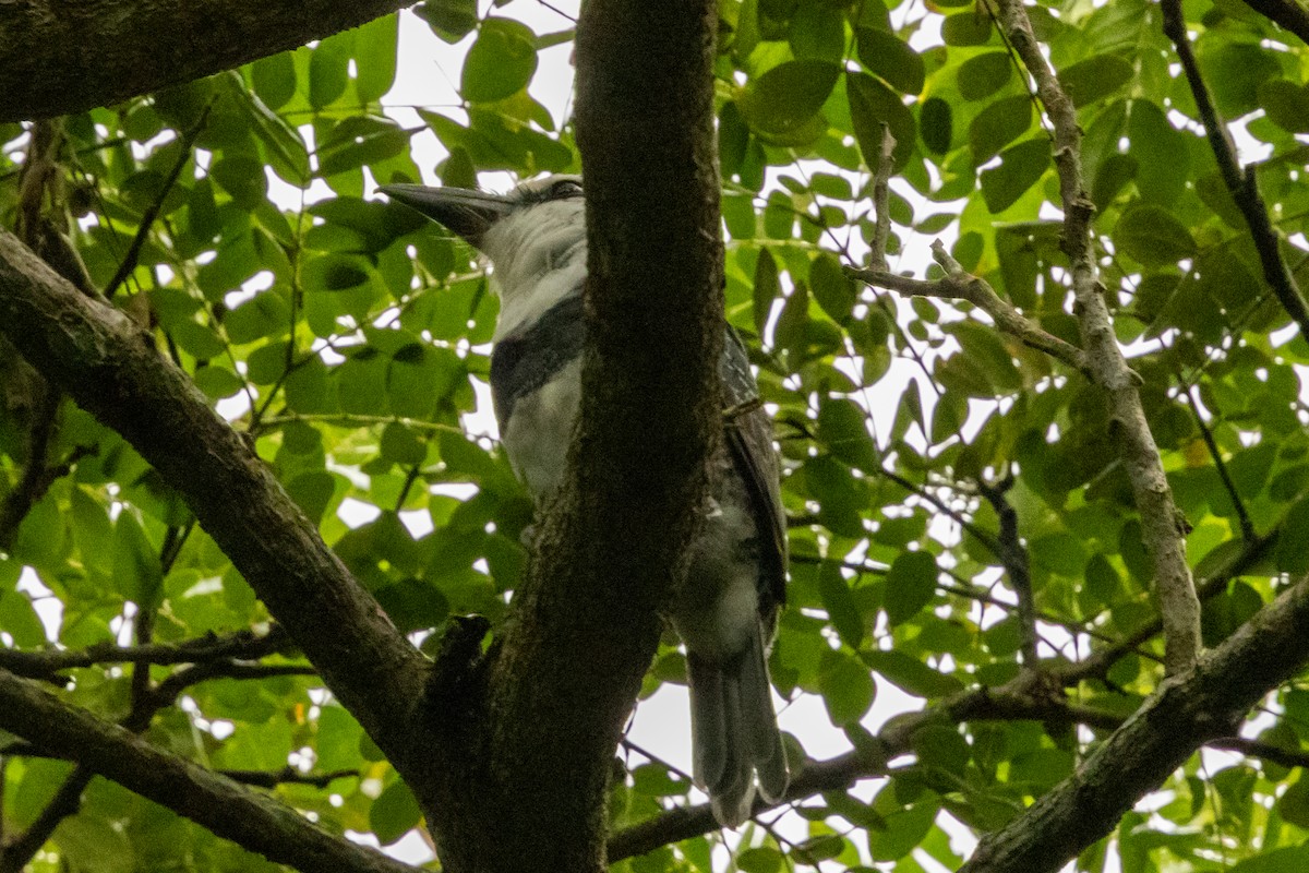 White-necked Puffbird - ML646796424