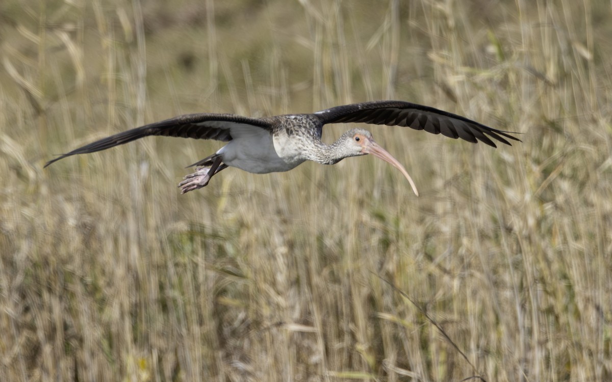 Ibis zuria - ML646796425