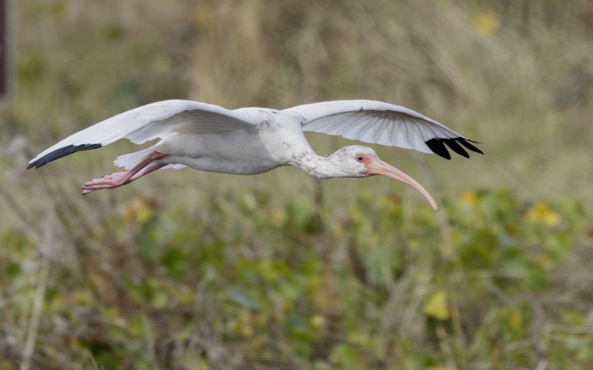 Ibis zuria - ML646796427