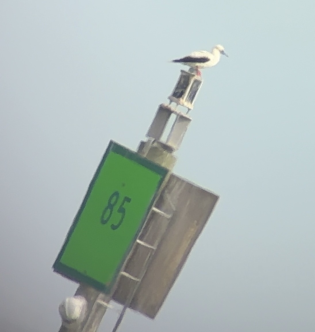 Красноногая олуша - ML646796428