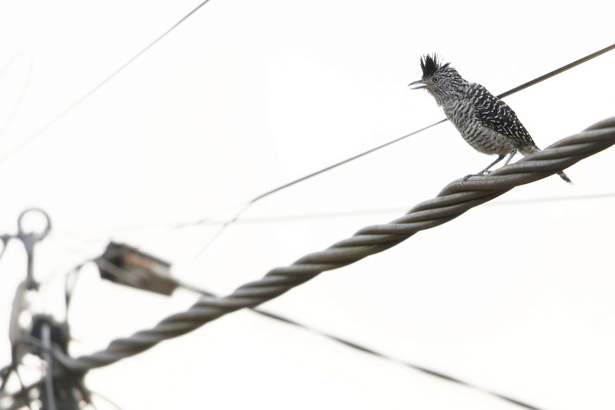 Barred Antshrike - ML646796433