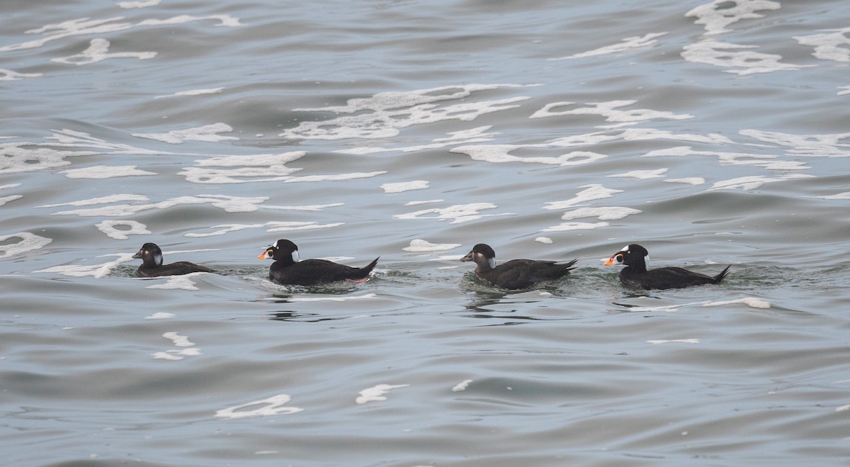 Surf Scoter - ML646796435