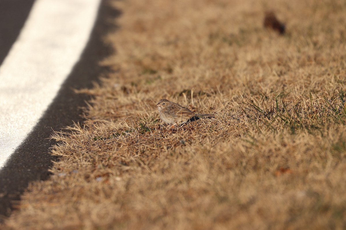 Cassin's Sparrow - ML646796436