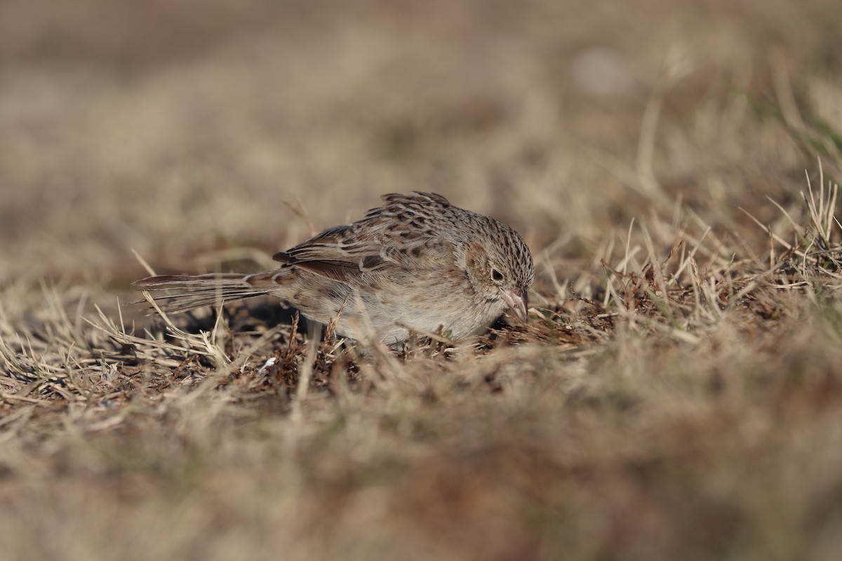 Cassin's Sparrow - ML646796437
