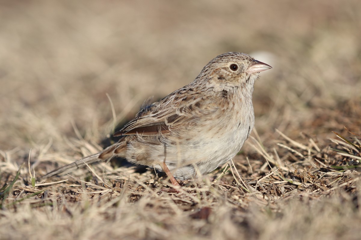 Cassin's Sparrow - ML646796438