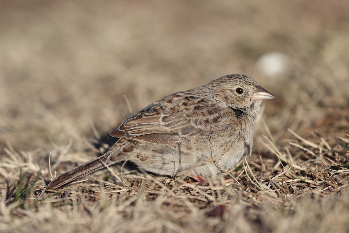 Cassin's Sparrow - ML646796439