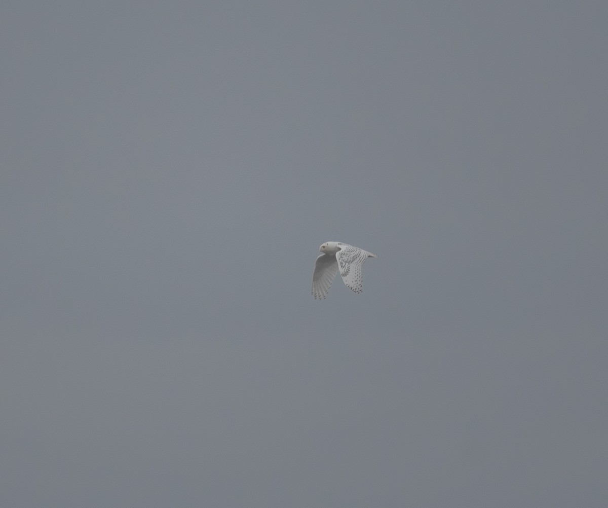 Snowy Owl - ML646796441