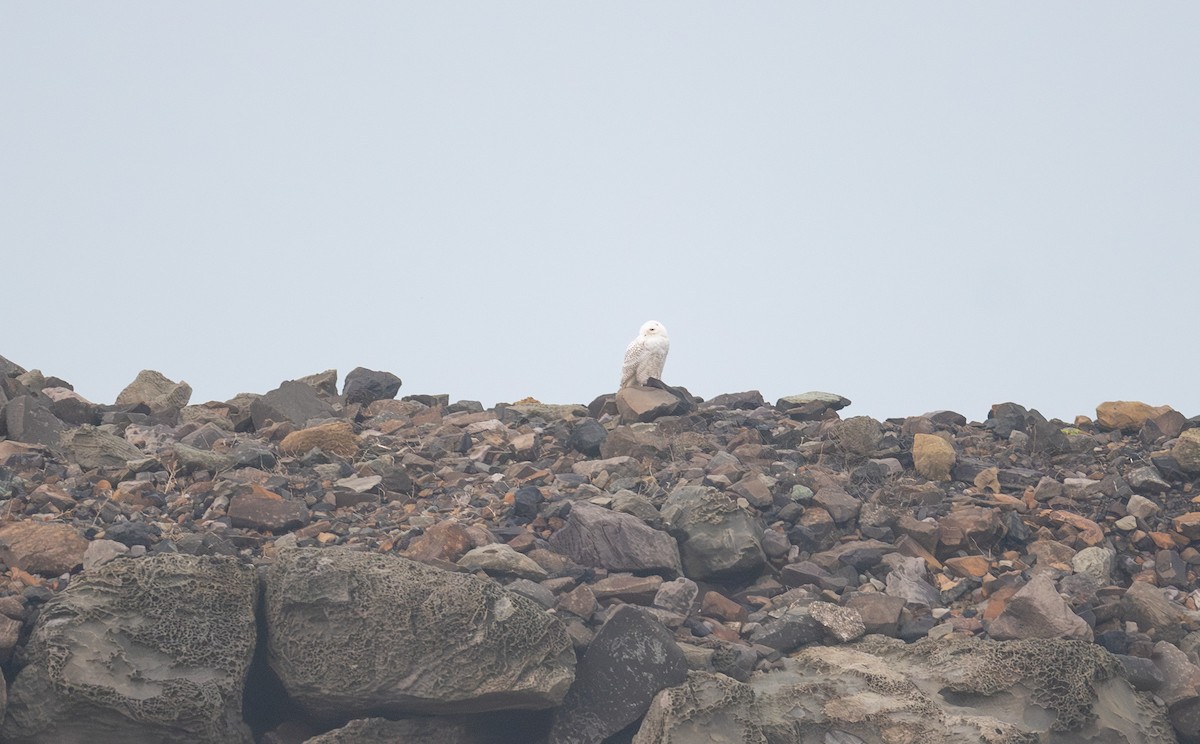Snowy Owl - ML646796442