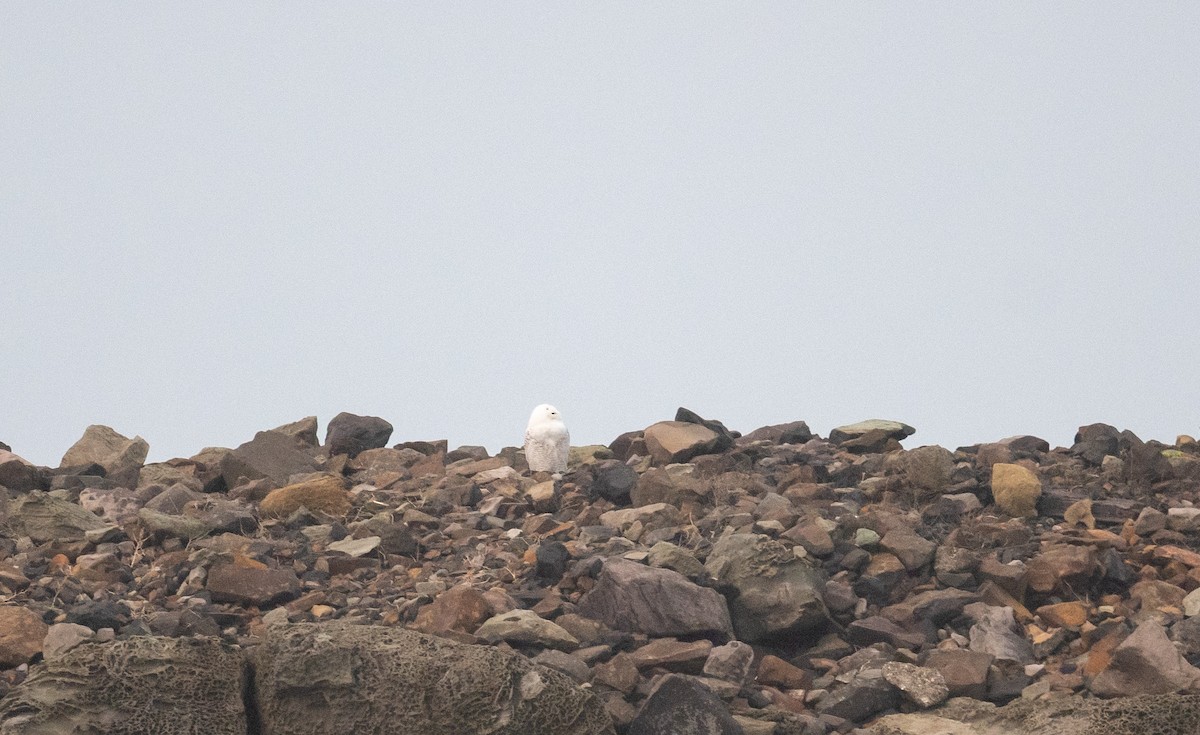 Snowy Owl - ML646796443