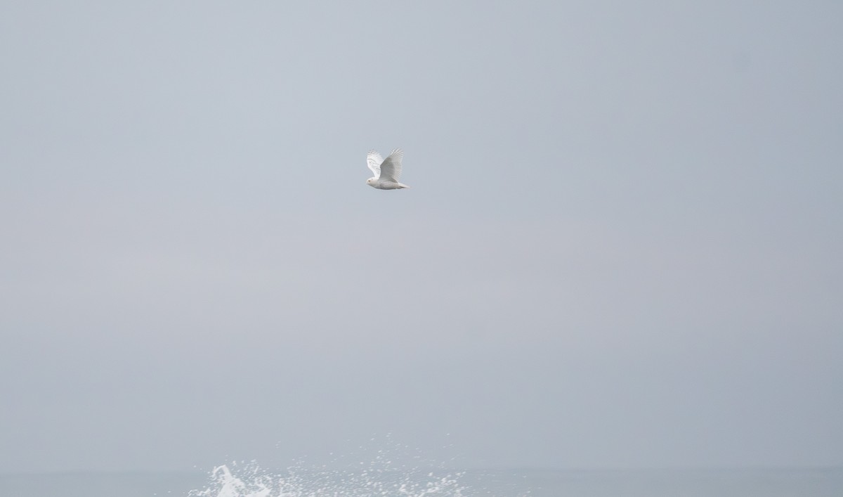 Snowy Owl - ML646796445