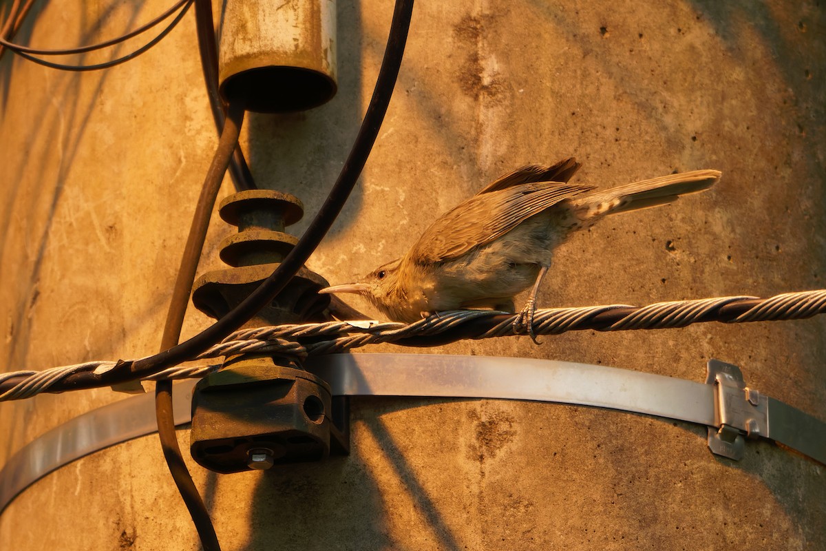 Thrush-like Wren - ML646796448