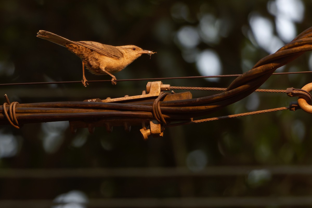 Thrush-like Wren - ML646796450