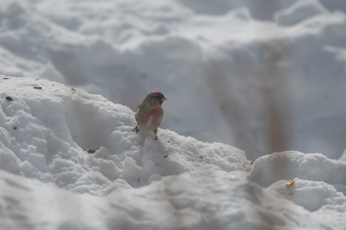 Redpoll (Common) - ML646796451