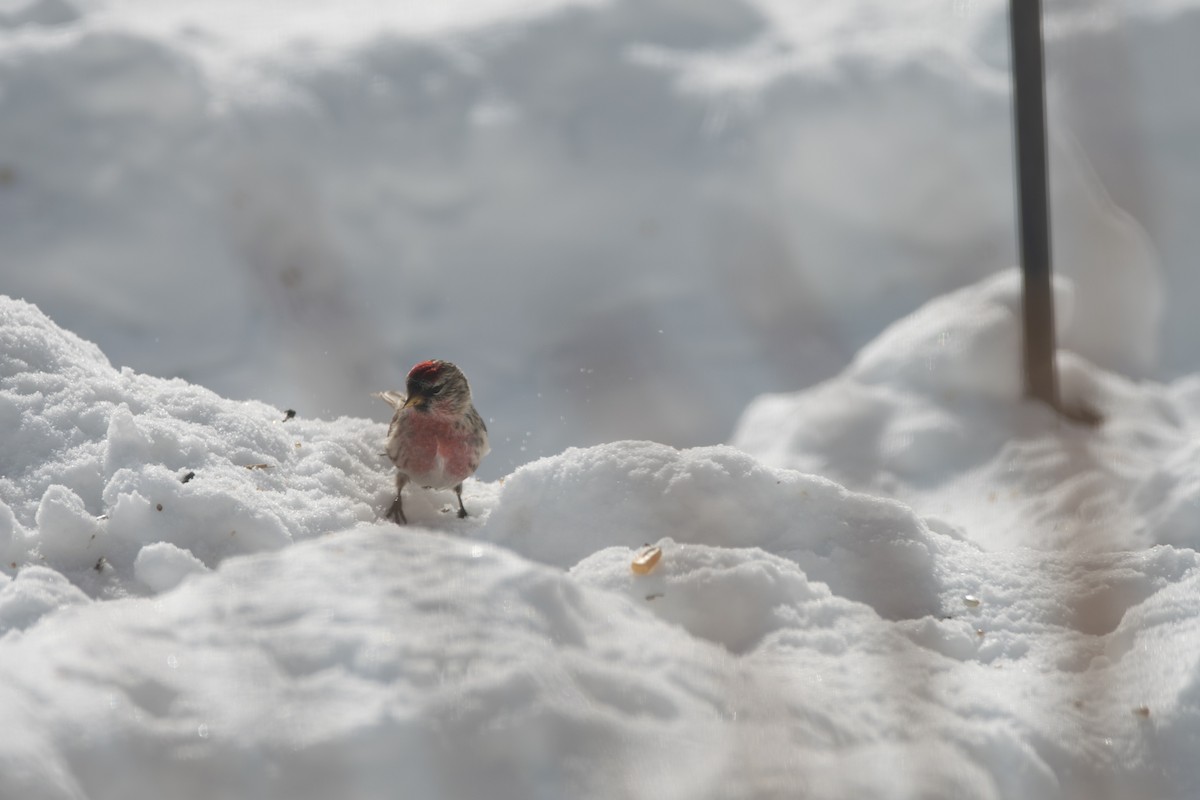 Redpoll (Common) - ML646796452