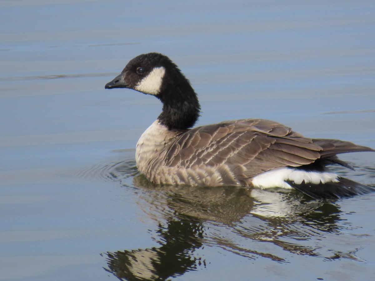 Cackling Goose - ML646796454