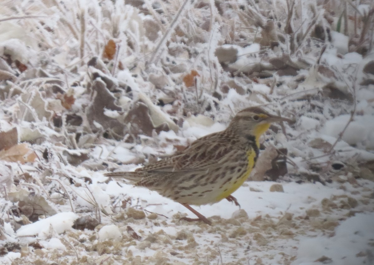 Western Meadowlark - ML646796455