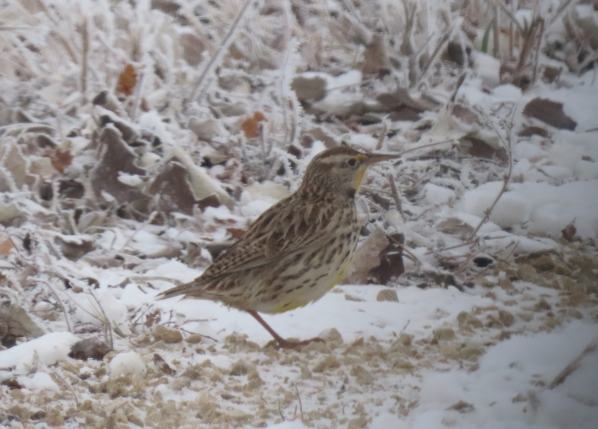Western Meadowlark - ML646796456