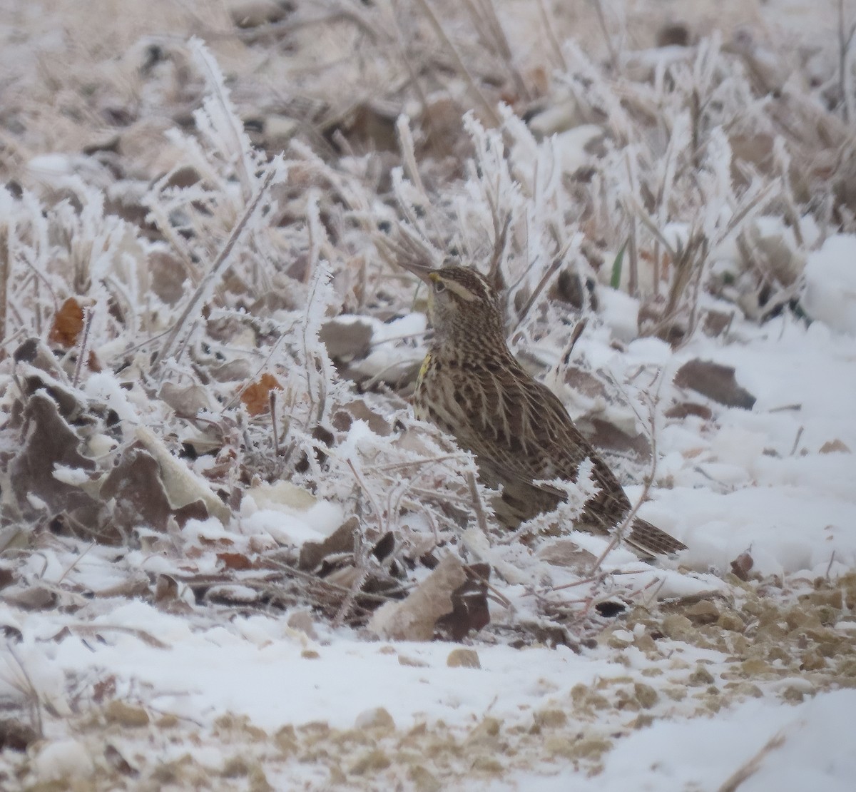 Western Meadowlark - ML646796457