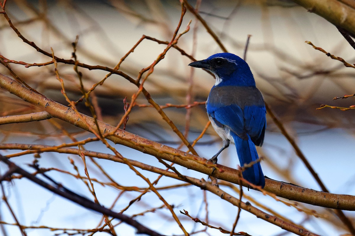 California Scrub-Jay - ML646796458