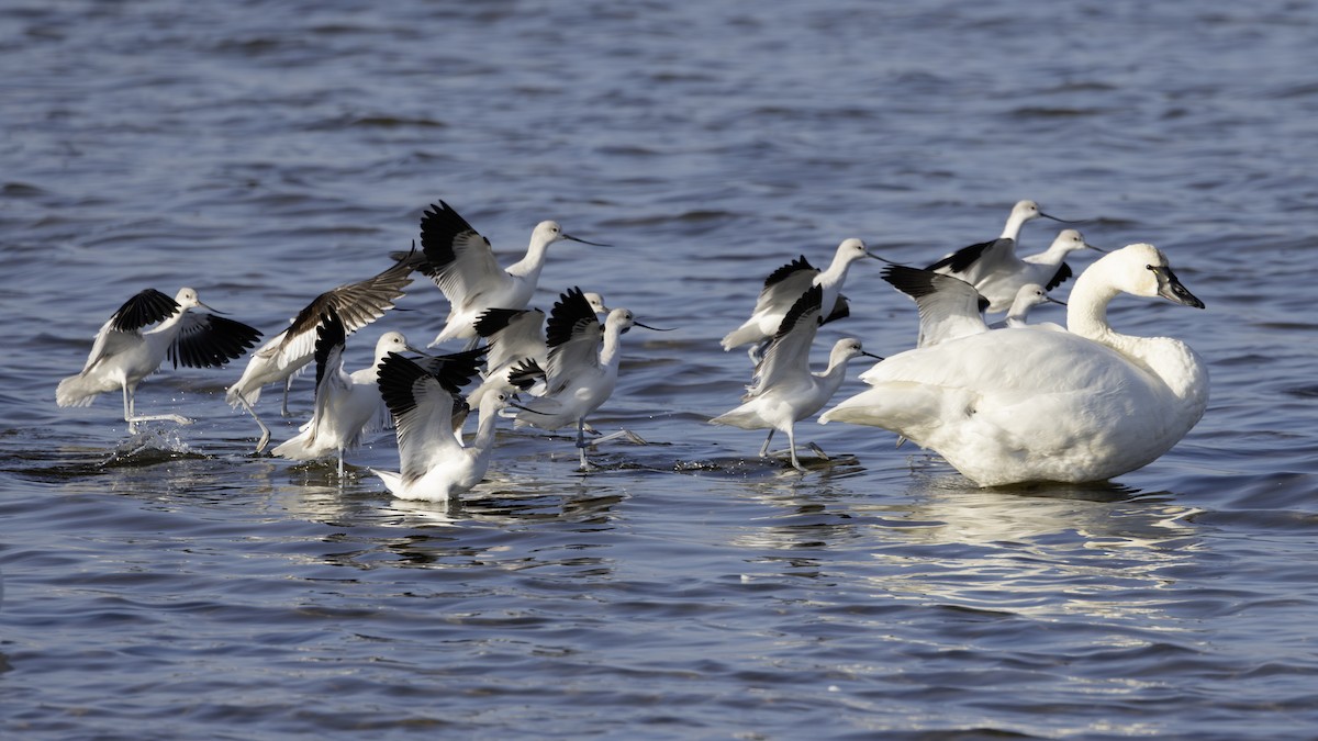 Abozeta laranja - ML646796459