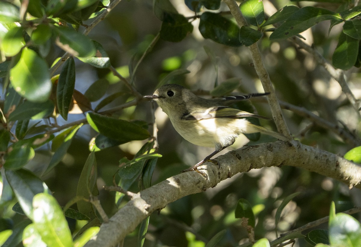 králíček americký - ML646796461