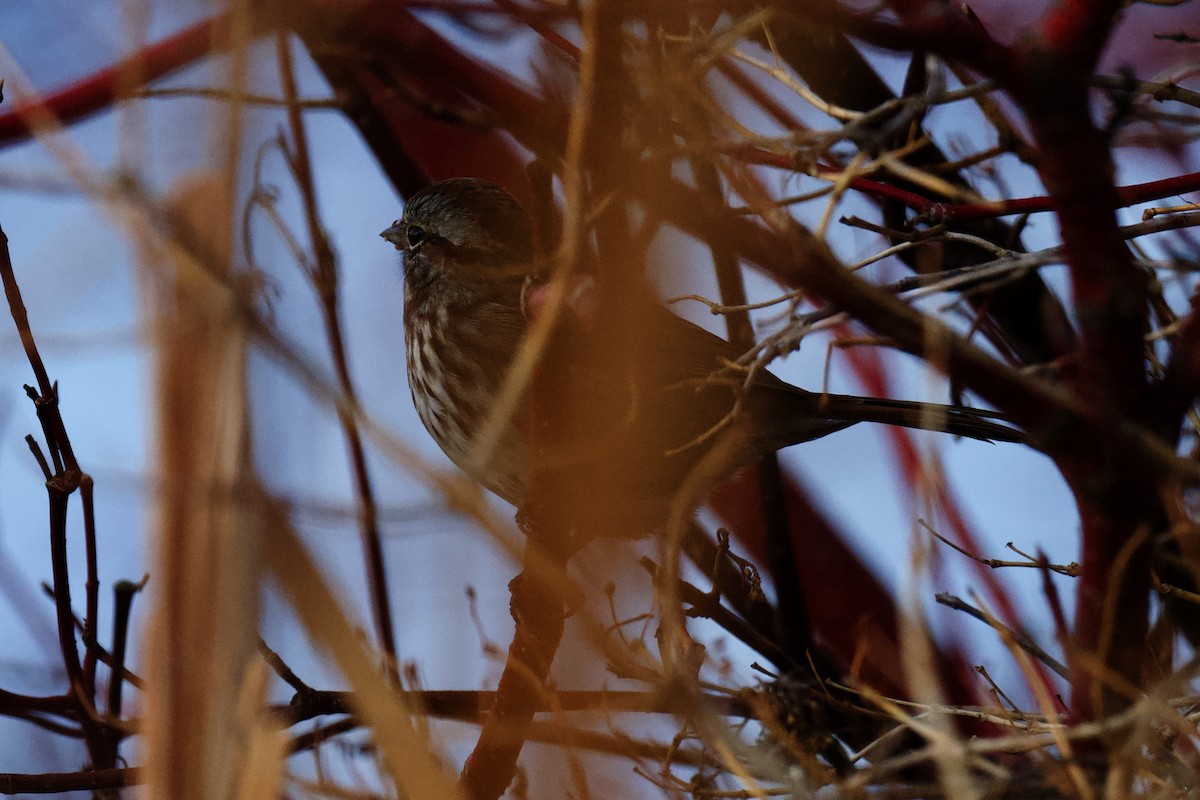 Song Sparrow - ML646796462