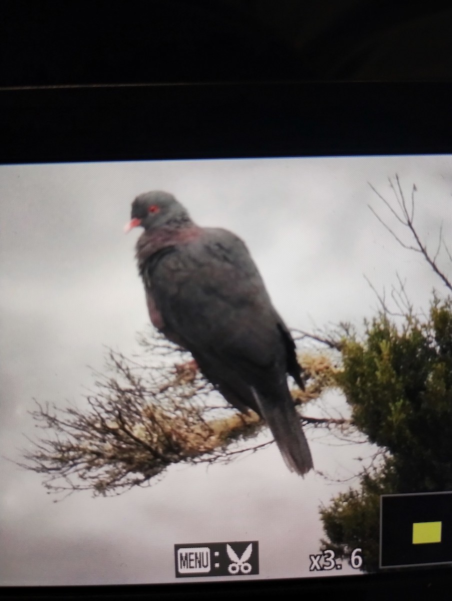 Ereinotz-usoa - ML646796463