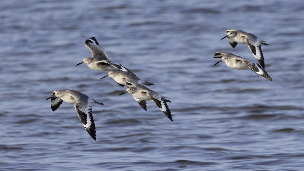 Willet (Western) - ML646796464