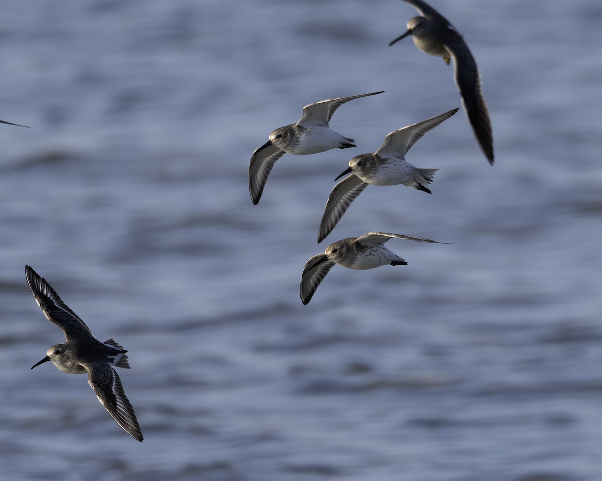 Txirri arrunta - ML646796466