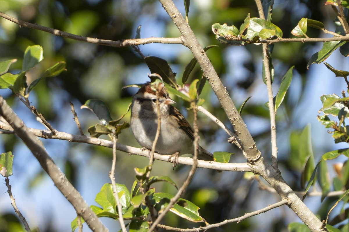 Chipping Sparrow - ML646796467