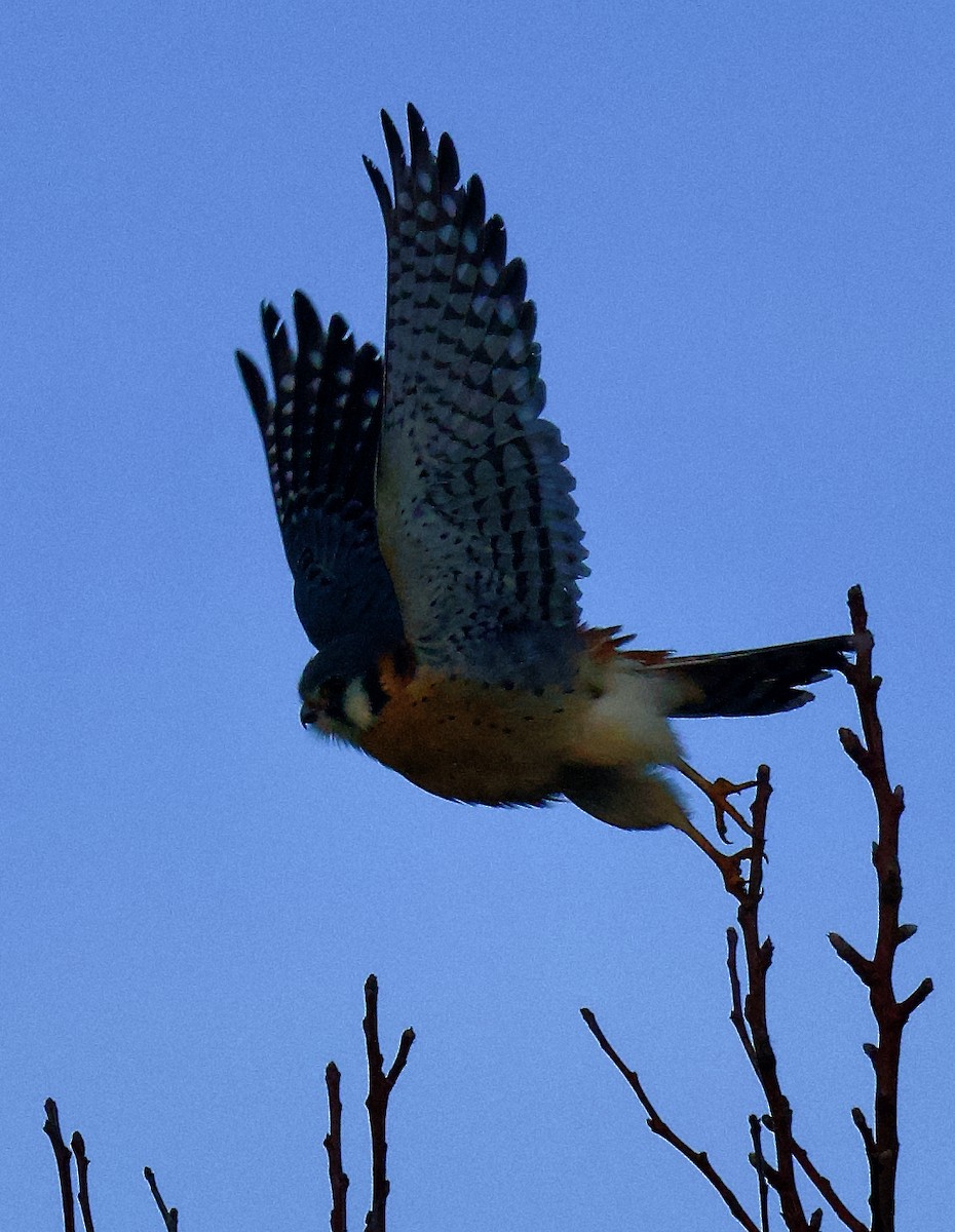 American Kestrel - ML646796469