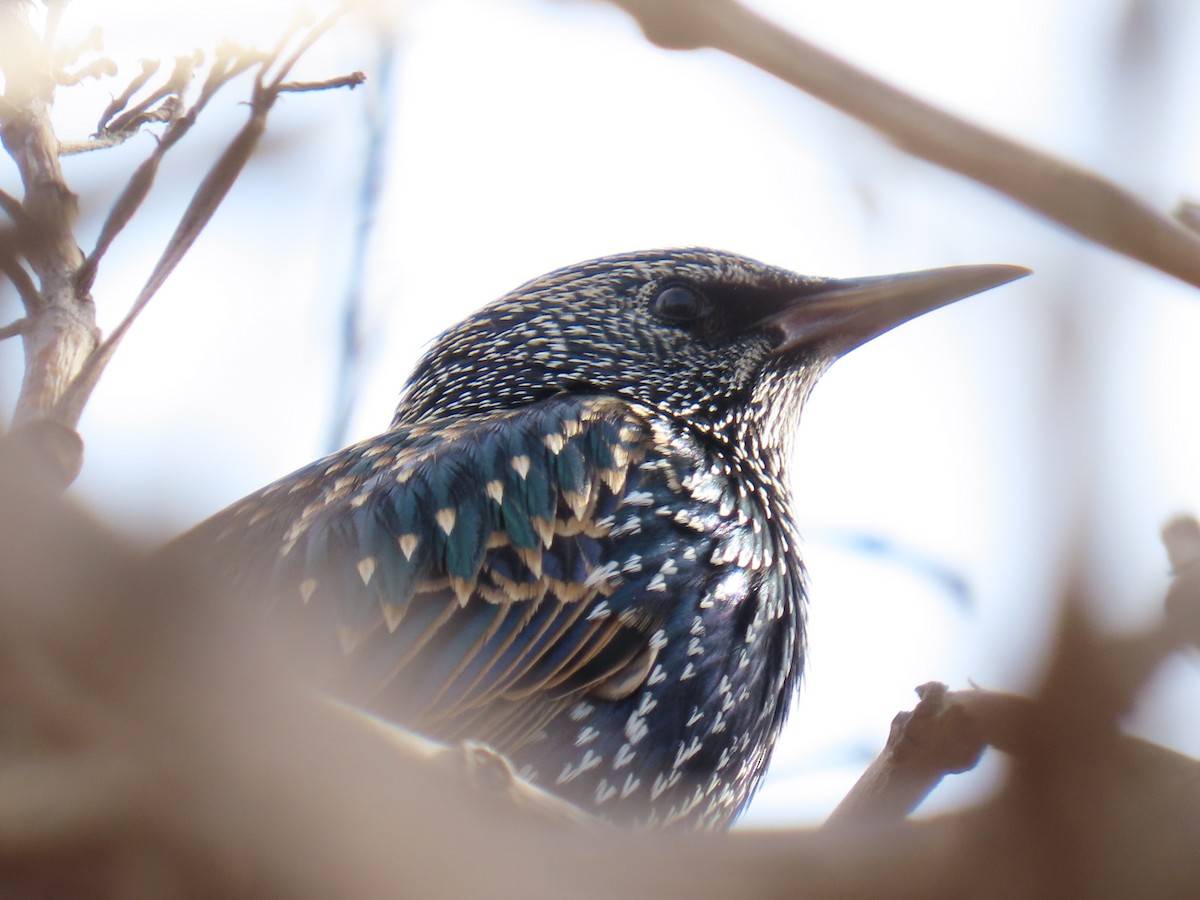 European Starling - ML646796470