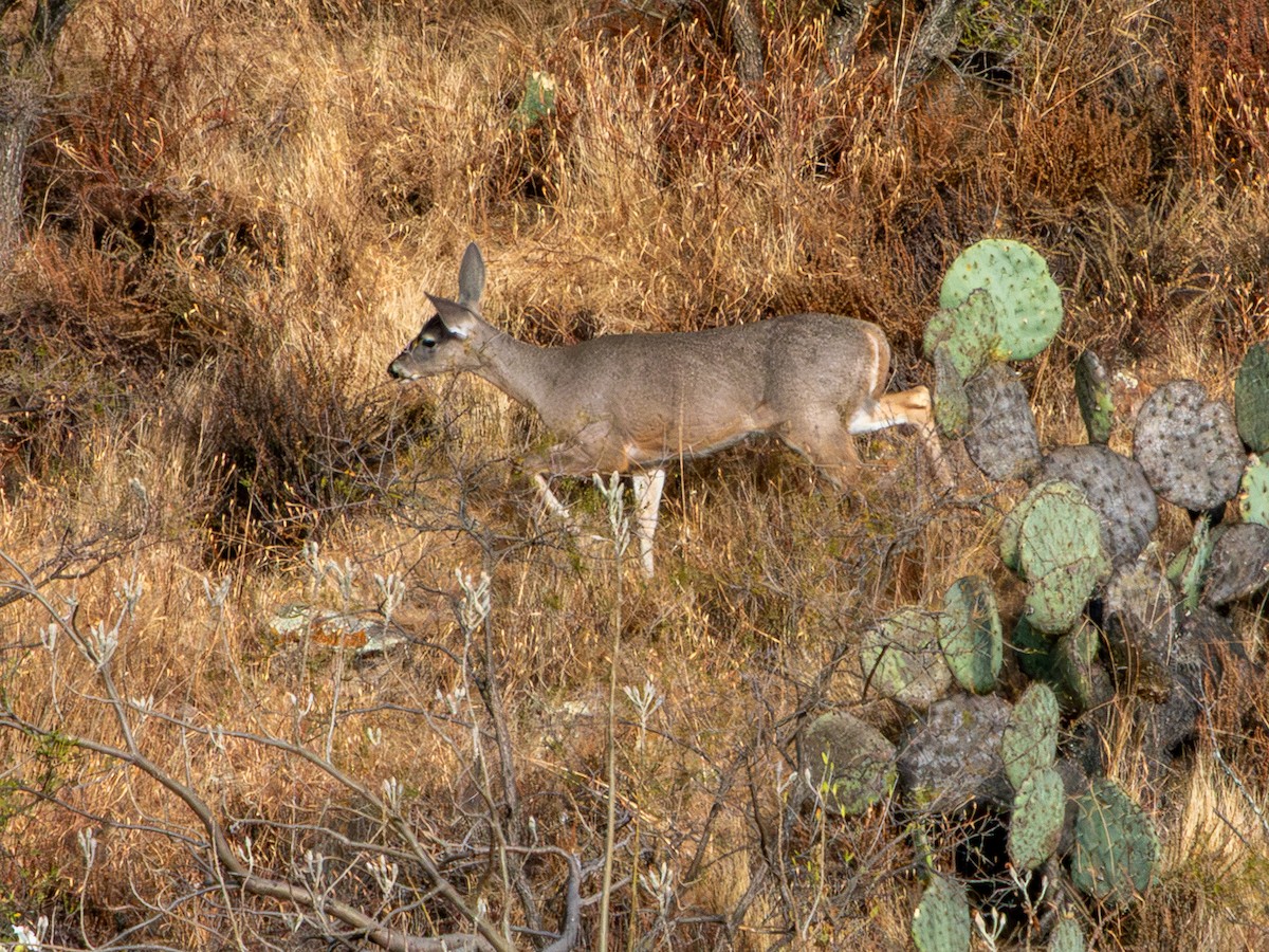 Белохвостый олень - ML646796473