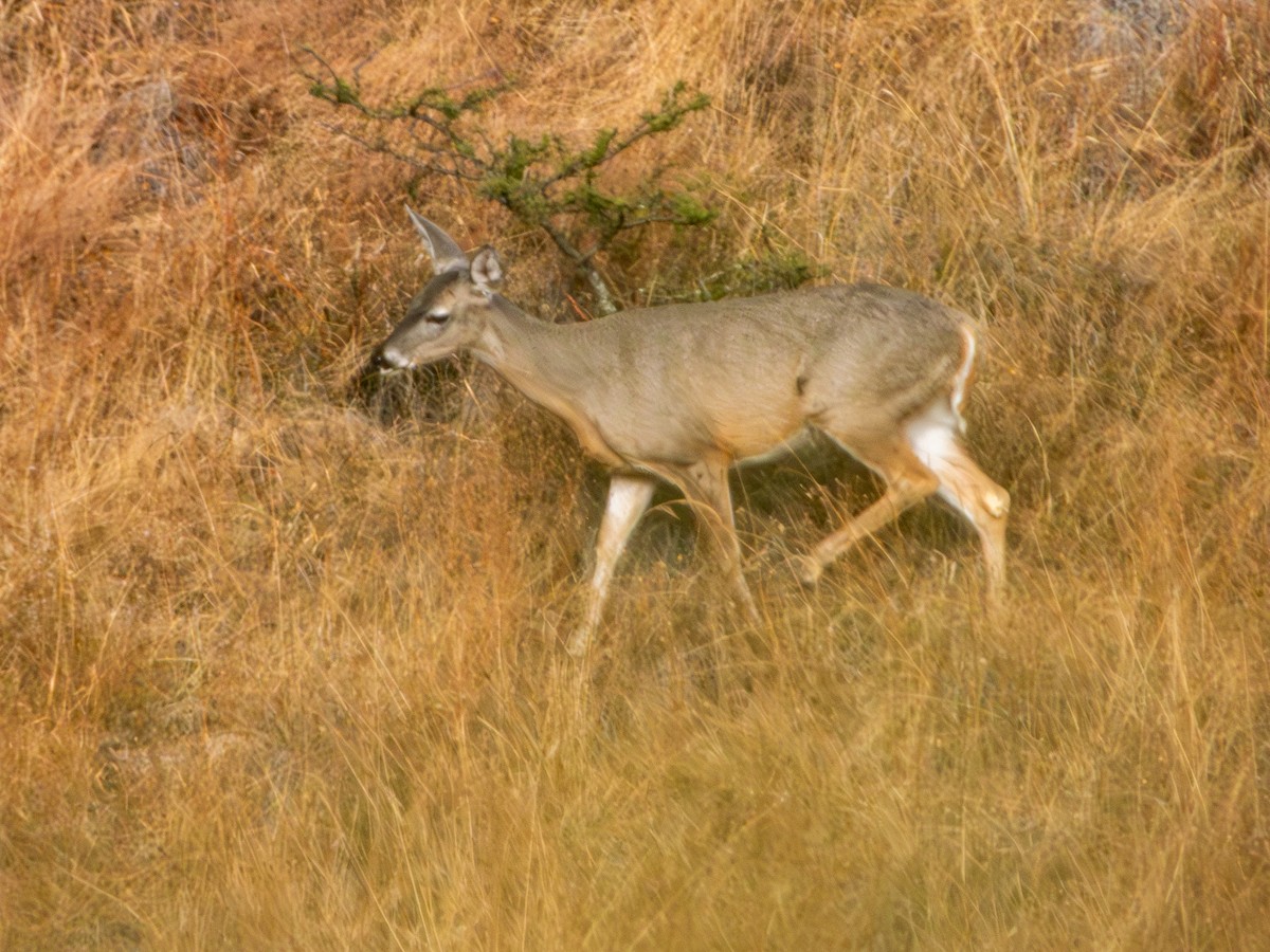 Белохвостый олень - ML646796474