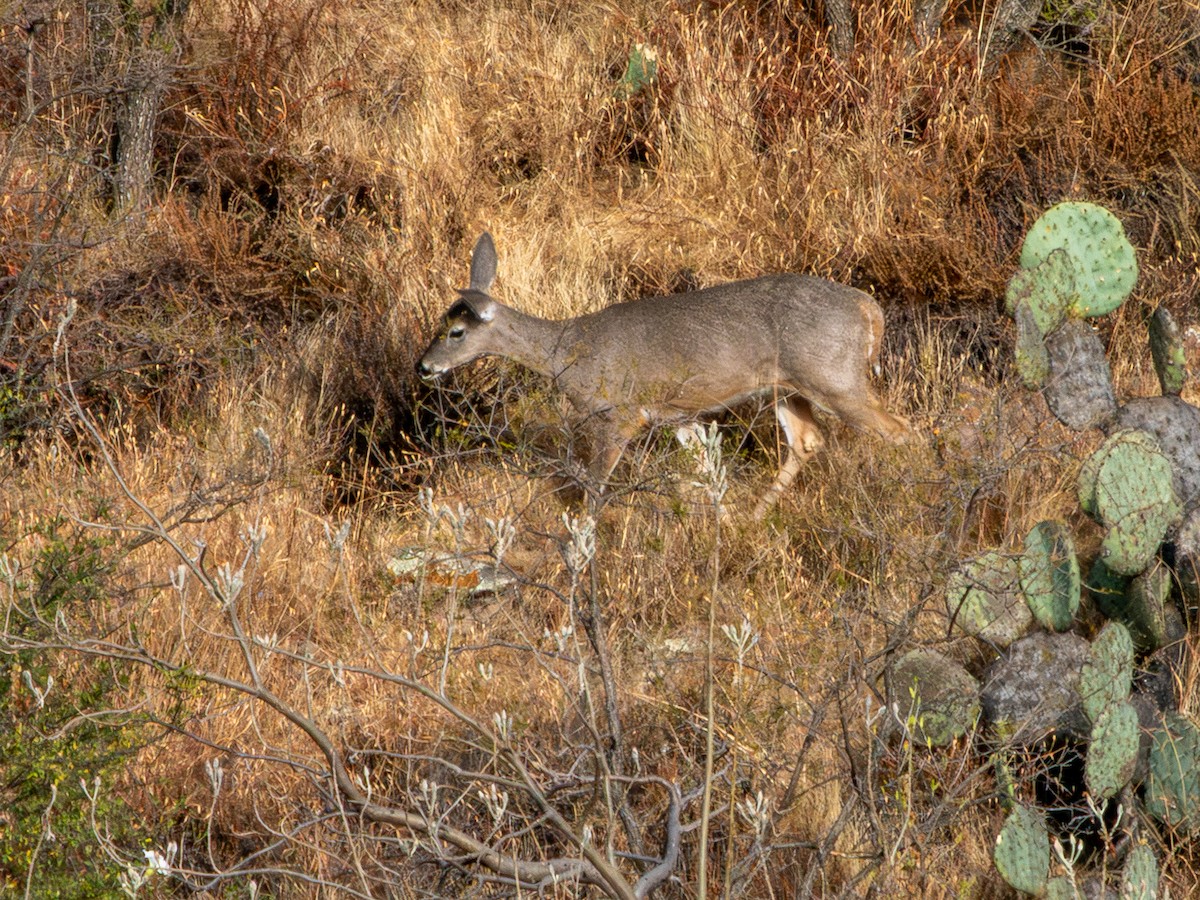 Белохвостый олень - ML646796475