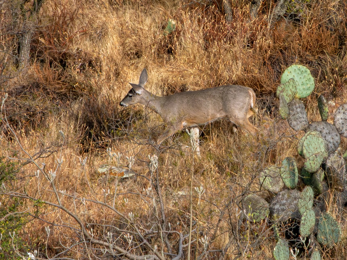 Белохвостый олень - ML646796476