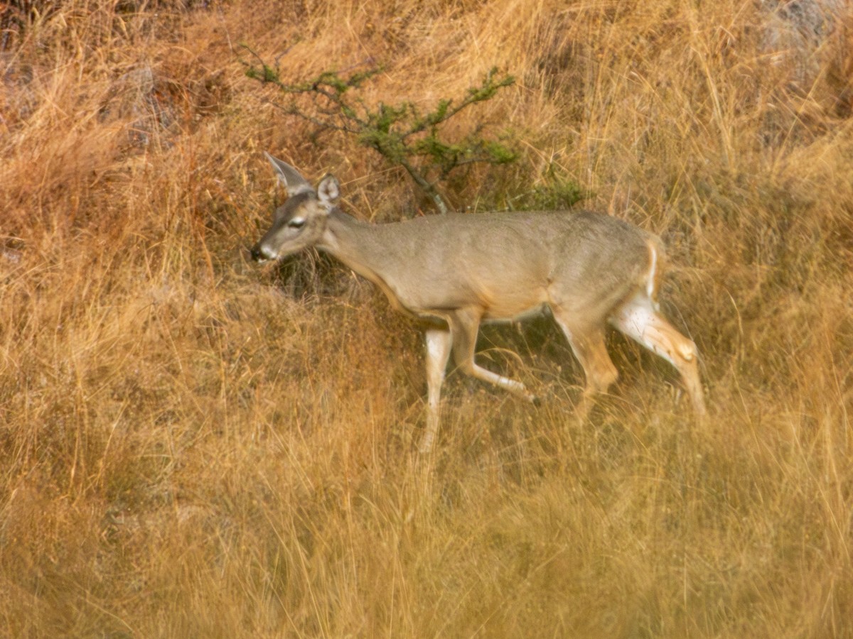 Белохвостый олень - ML646796477
