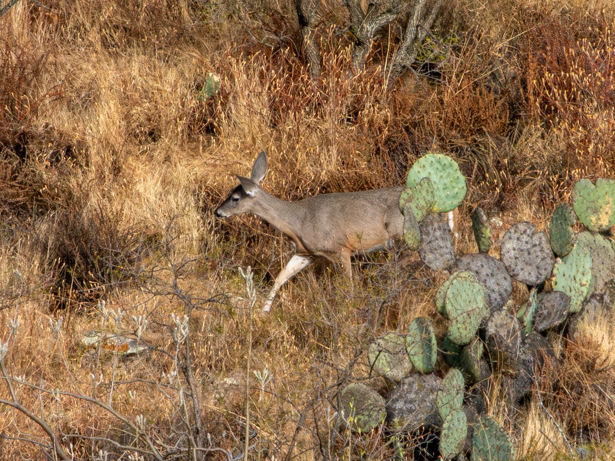 Белохвостый олень - ML646796478