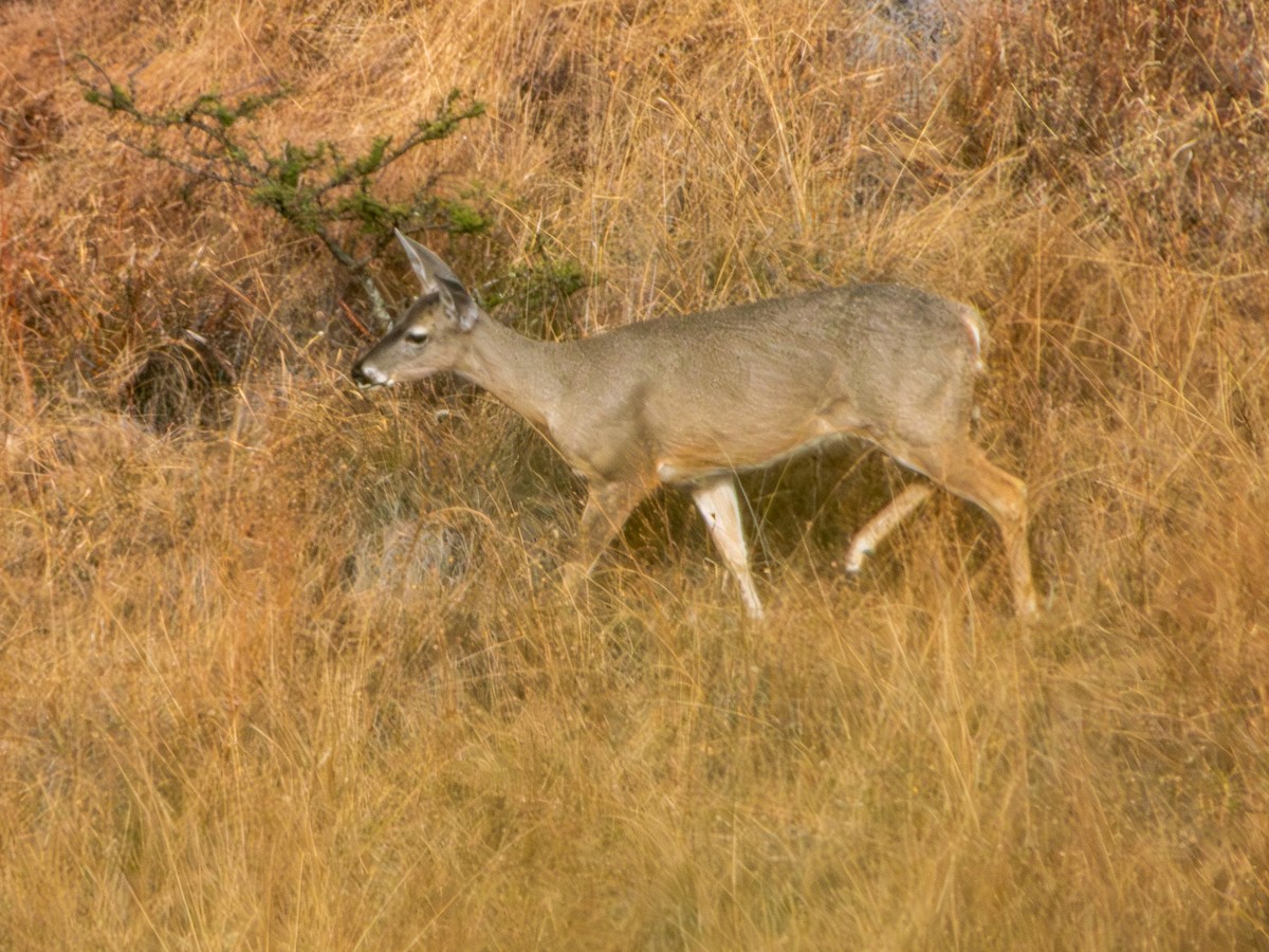 Белохвостый олень - ML646796479