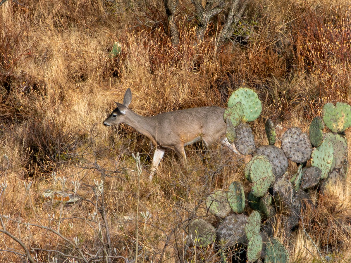 Белохвостый олень - ML646796480