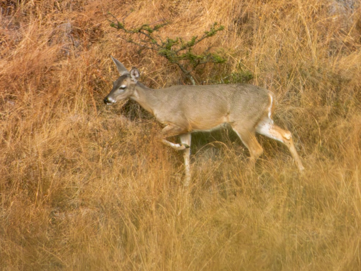 Белохвостый олень - ML646796481