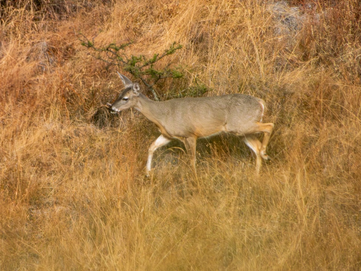 Белохвостый олень - ML646796482