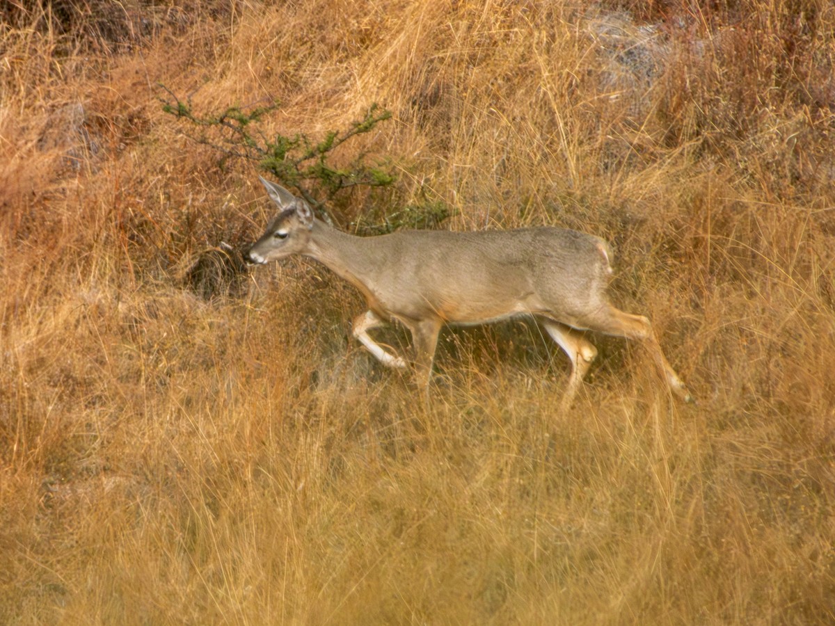 Белохвостый олень - ML646796483