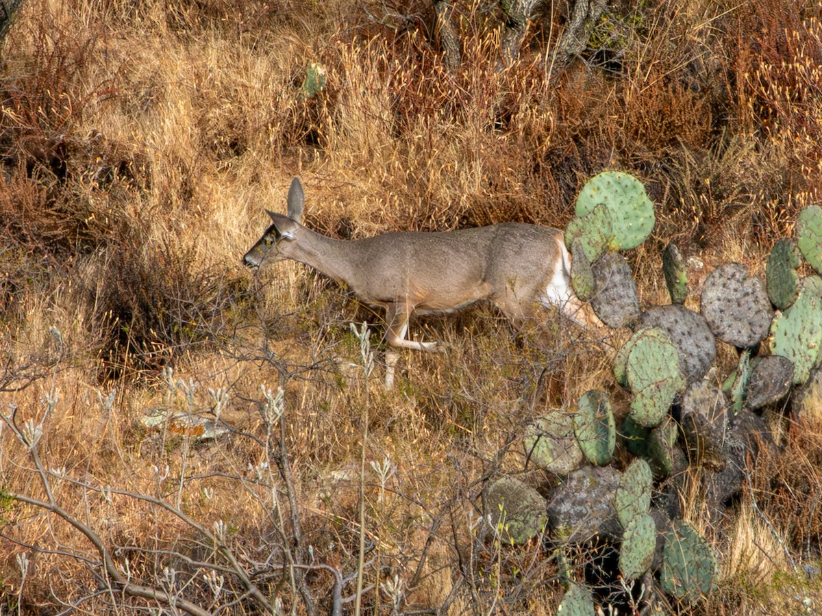 Белохвостый олень - ML646796484