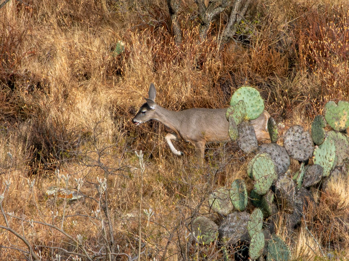 Белохвостый олень - ML646796485