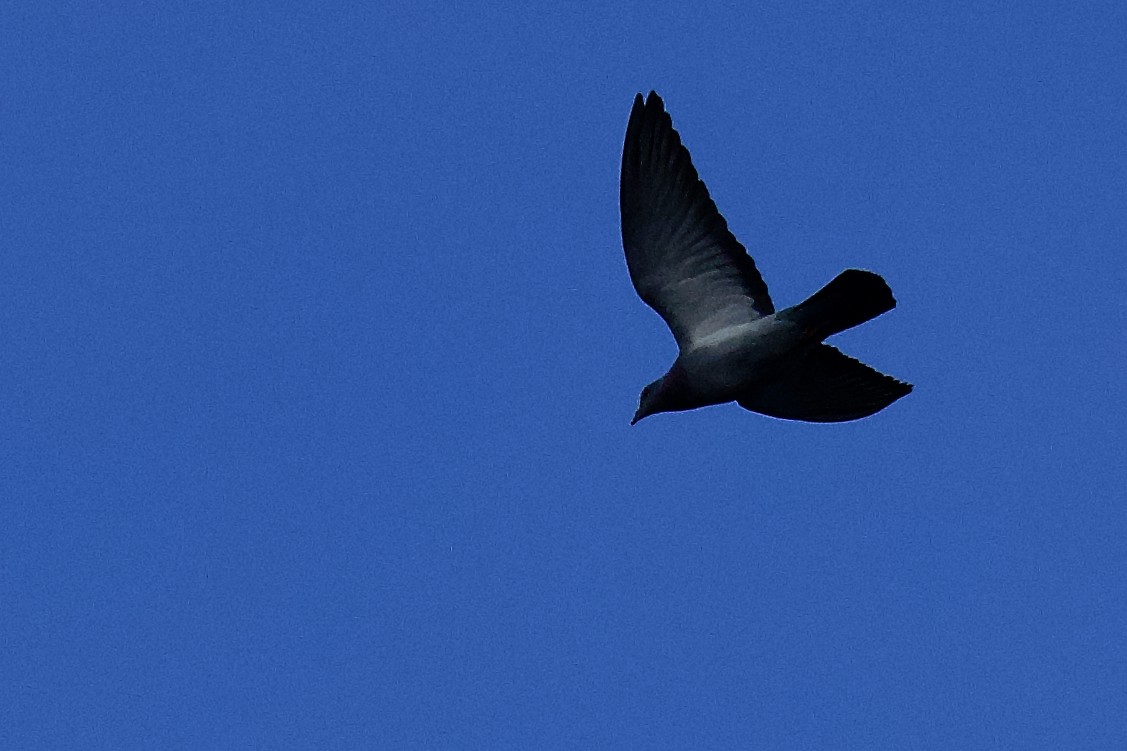 Rock Pigeon (Feral Pigeon) - ML646796486