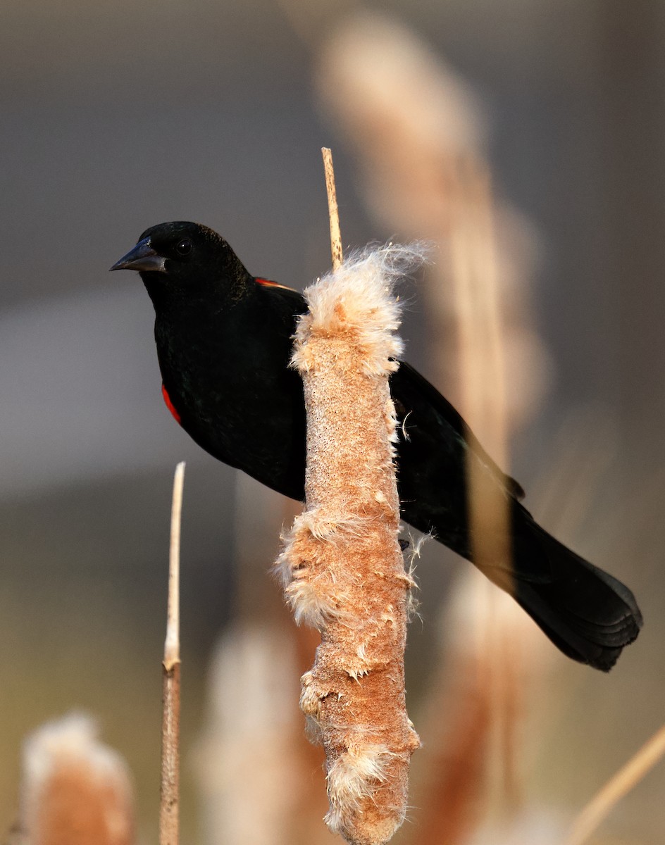 Red-winged Blackbird - ML646796488